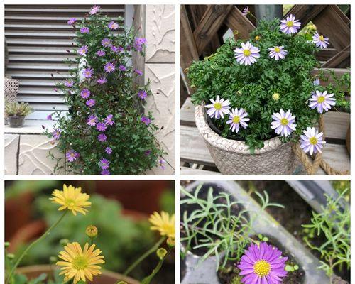 姬小菊可以地栽吗？地栽姬小菊的注意事项有哪些？