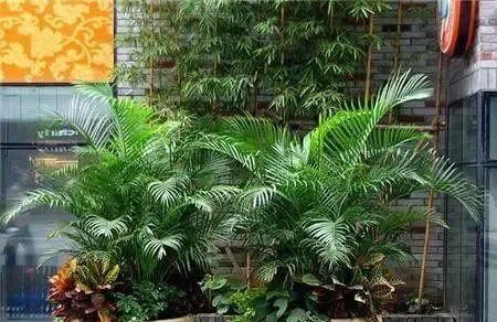 散尾葵浇硫酸亚铁的正确方法和注意事项是什么？