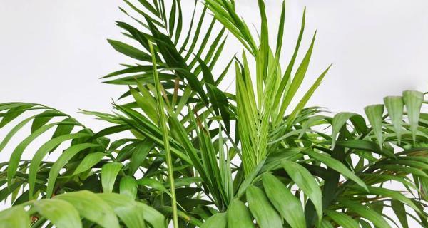 散尾葵浇硫酸亚铁的正确方法和注意事项是什么？