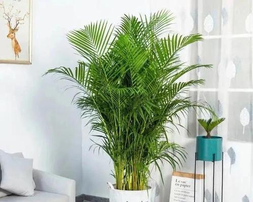 散尾葵浇硫酸亚铁的正确方法和注意事项是什么？