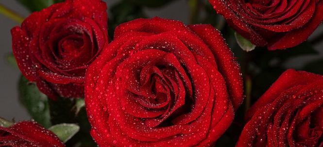 探究玫瑰数量所代表的意义（玫瑰与数字的奇妙共舞）