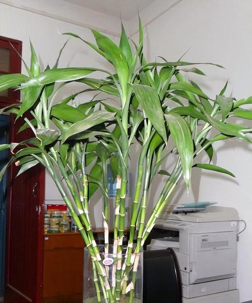 盆栽富贵竹怎么养才能更旺盛？有哪些养护技巧？