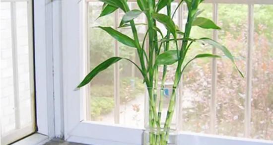 盆栽富贵竹怎么养才能更旺盛？有哪些养护技巧？