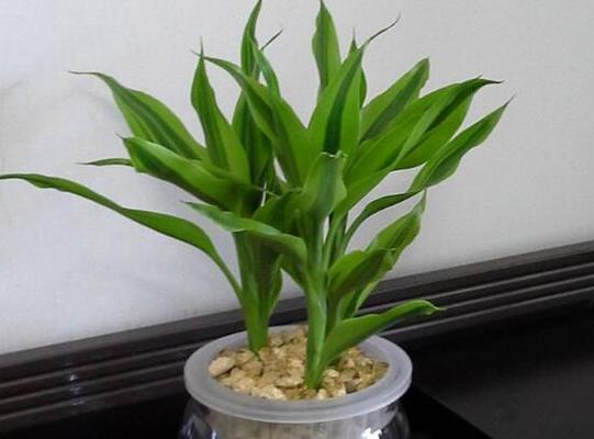 盆栽富贵竹怎么养才能更旺盛？有哪些养护技巧？