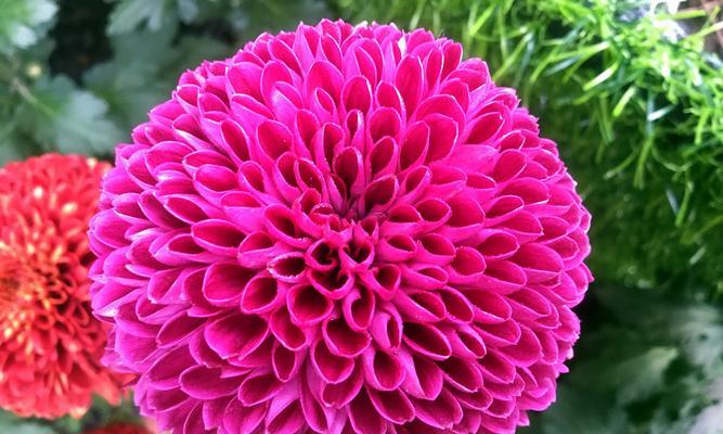 乒乓菊播种的最佳时间是什么时候？如何确保高成功率？