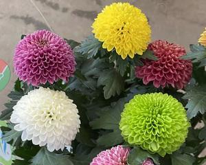 乒乓菊播种的最佳时间是什么时候？如何确保高成功率？