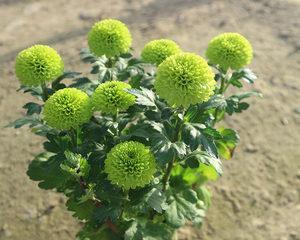 乒乓菊播种的最佳时间是什么时候？如何确保高成功率？