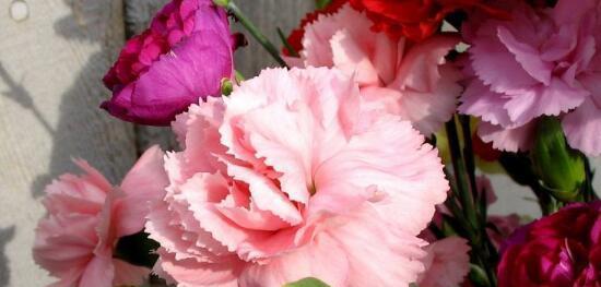 康乃馨花语的意义及表达方式（探索康乃馨的花语）