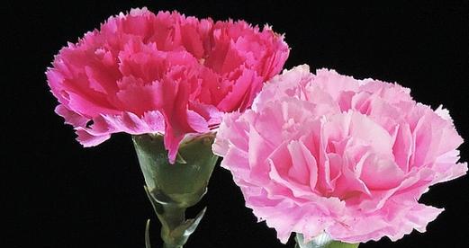 康乃馨花语的意义及表达方式（探索康乃馨的花语）