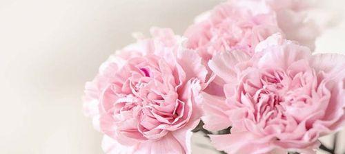 康乃馨花语的意义及表达方式（探索康乃馨的花语）