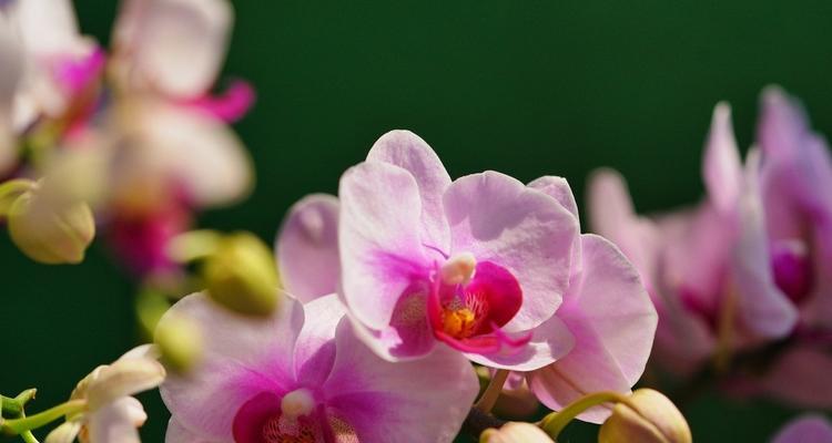 兰花的寓意与花语（探寻兰花的象征意义与情感表达）