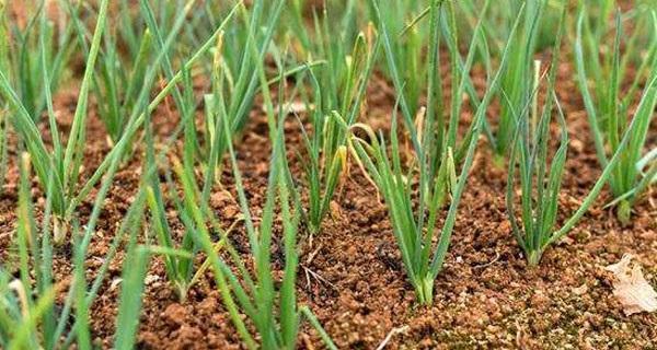 北方小葱播种的最佳时间是什么时候？播种后需要注意哪些问题？