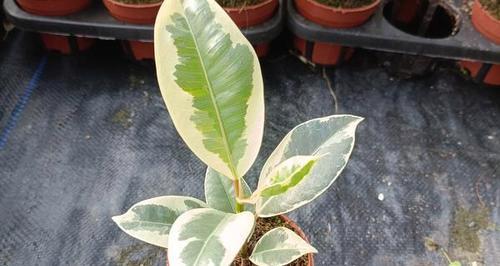 橡皮树的象征意义(橡皮树的生命力与坚韧品质)