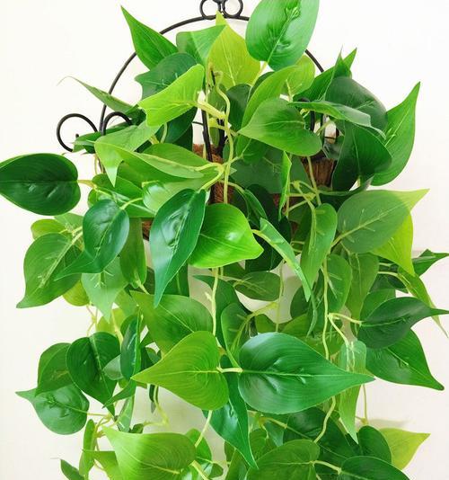 绿萝和吊兰是一种花吗？它们的区别是什么？