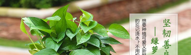 绿萝和吊兰是一种花吗？它们的区别是什么？