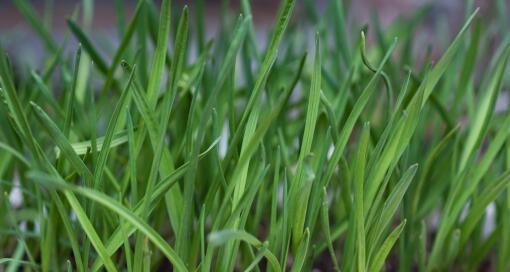 韭菜种子播种方法是什么？如何正确进行韭菜播种？