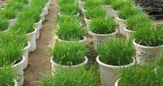 韭菜种子播种方法是什么？如何正确进行韭菜播种？