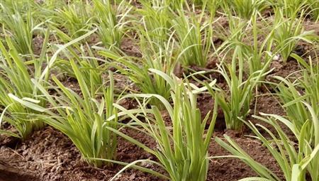 韭菜种子播种方法是什么？如何正确进行韭菜播种？