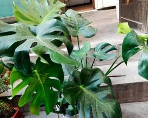 龟背竹水培养殖方法是什么？如何确保成功生长？