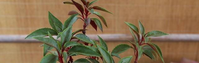 凤仙花盆栽应该用多大的盆？如何选择合适的盆栽尺寸？