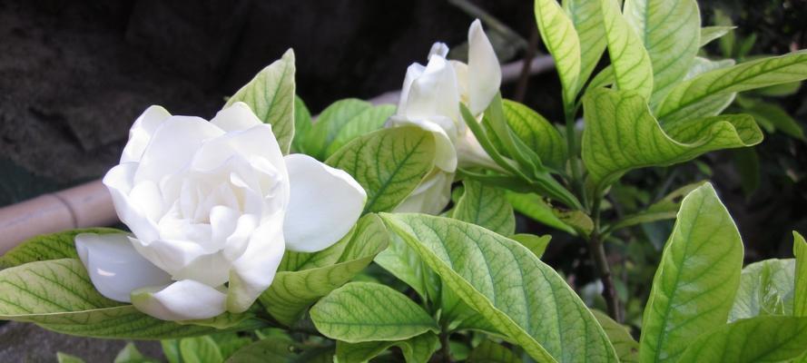 栀子花的花语及开花季节（探寻栀子花的花语）