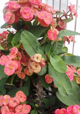 刺梅养殖旺盛的秘诀是什么？如何确保刺梅生长更健康？