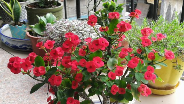 刺梅养殖旺盛的秘诀是什么？如何确保刺梅生长更健康？