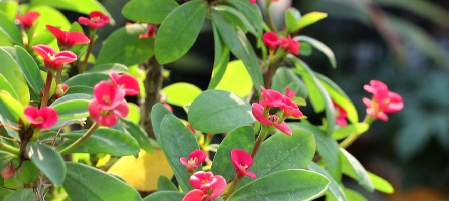 刺梅养殖旺盛的秘诀是什么？如何确保刺梅生长更健康？