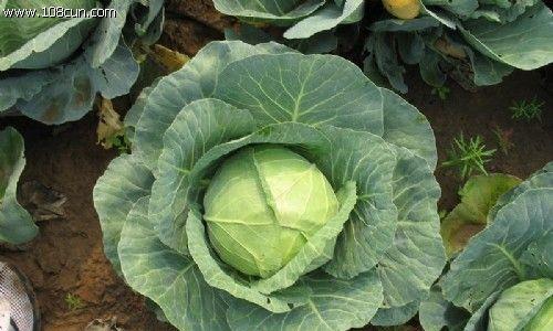 圆白菜什么时候种植最好？如何正确种植圆白菜？
