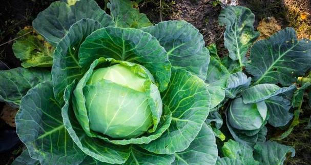 圆白菜什么时候种植最好？如何正确种植圆白菜？