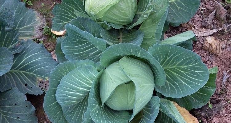 圆白菜什么时候种植最好？如何正确种植圆白菜？