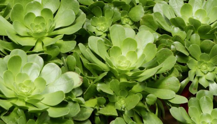 多肉属于什么植物类型?它们的分类和特点是什么?