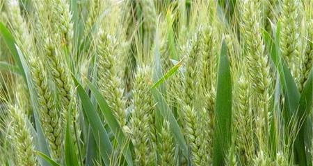 小麦种子的起源是什么？它们是如何被培育出来的？