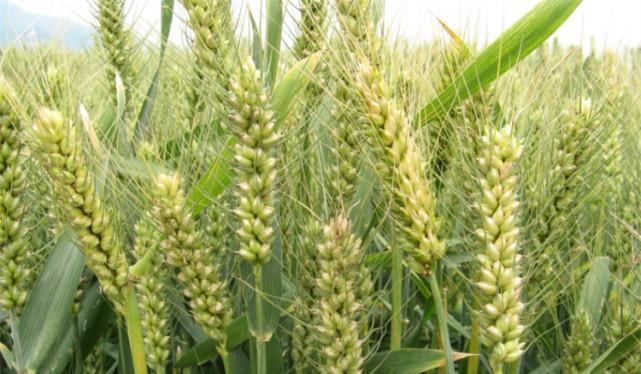 小麦种子的起源是什么？它们是如何被培育出来的？