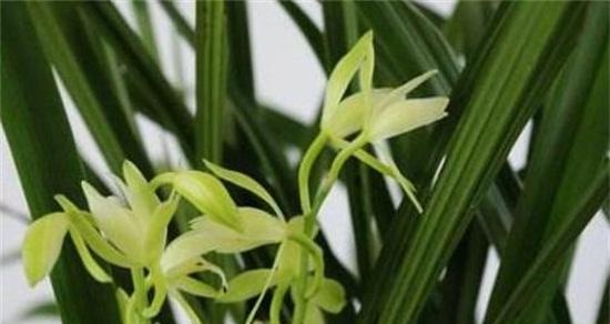 兰花花语的象征与寓意（探寻兰花背后的花语之谜）