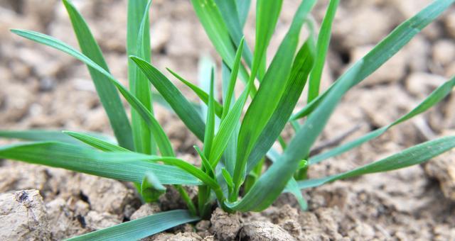 小麦种子的起源是什么？它们是如何被培育出来的？