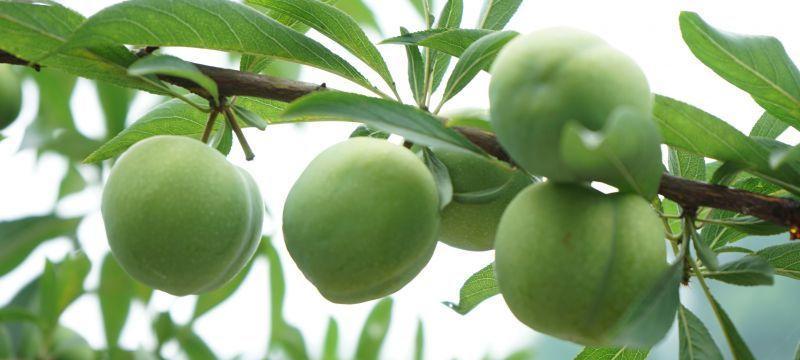 江安李成熟上市时间是什么时候？上市后多久可以购买？