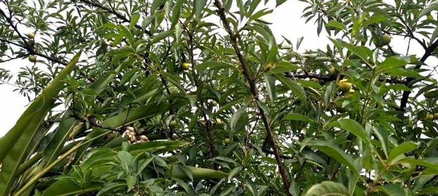 江安李成熟上市时间是什么时候？上市后多久可以购买？