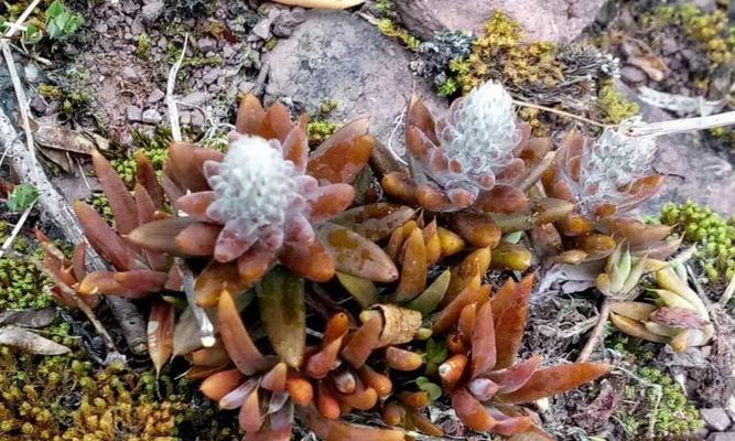 瓦松开花后怎么处理？如何正确修剪和养护？