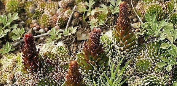 瓦松开花后怎么处理？如何正确修剪和养护？