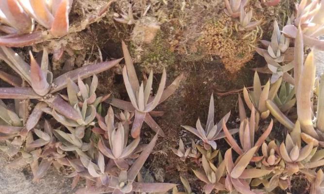 瓦松开花后怎么处理？如何正确修剪和养护？