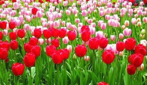 郁金香之美——花开花谢，寄托无尽情感（郁金香图片与花语的魅力）