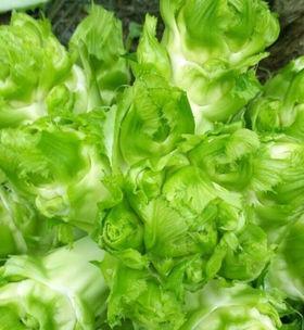 儿菜种植的最佳时间是什么时候？如何确保高产？