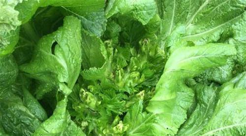 儿菜种植的最佳时间是什么时候？如何确保高产？