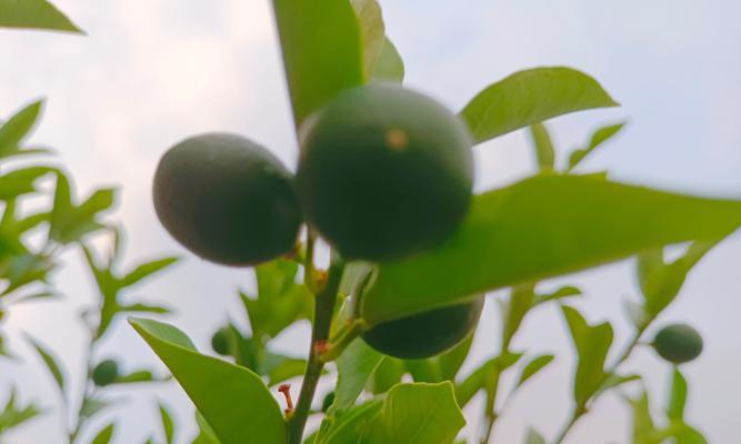 红泥适合种什么植物？红泥土壤的植物种植指南是什么？