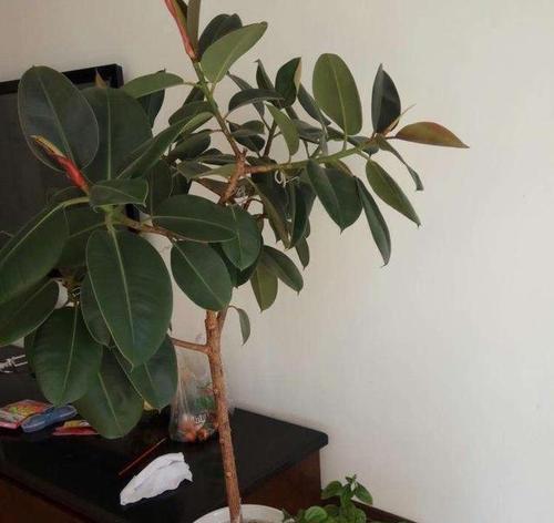 红泥适合种什么植物？红泥土壤的植物种植指南是什么？