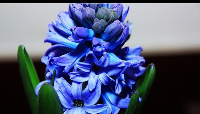 蓝色风信子的花语及象征意义（蓝色风信子的美丽传说与心灵启示）