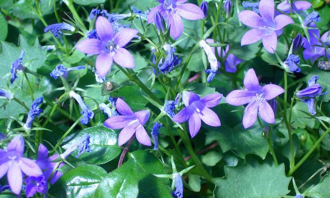 风铃草的美丽寓意（盛夏的悦耳之音）