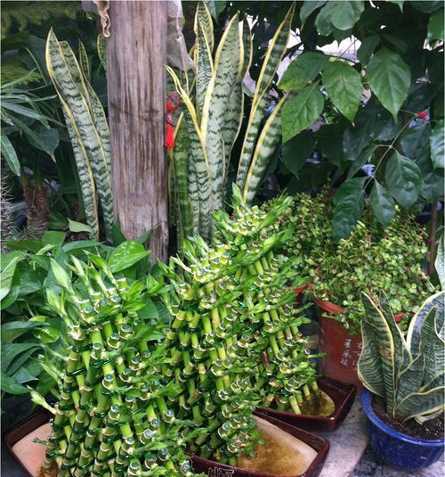 节节高修剪方法有哪些?如何正确修剪节节高?