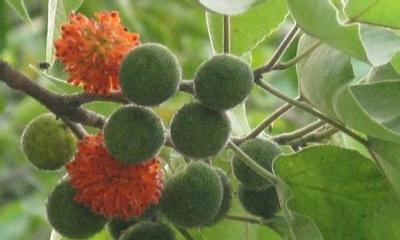 树有公母之分吗?哪些树具有雌雄之分? 树有公母之分吗?哪些树具有雌雄之分?